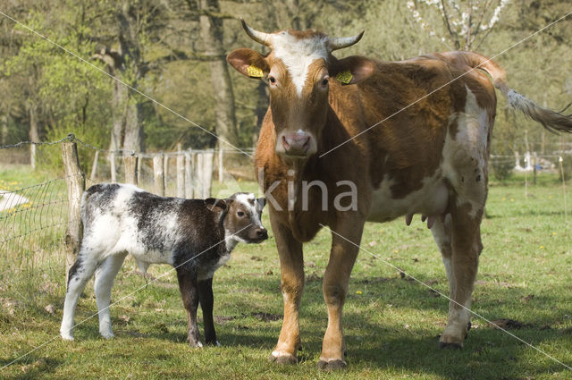 Cow (Bos domesticus)