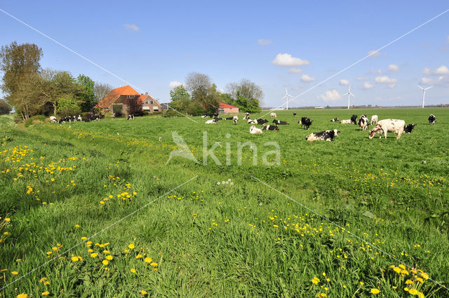 Cow (Bos domesticus)