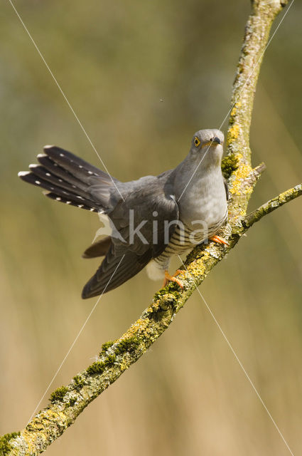 Common Cuckoo (Cuculus canorus)