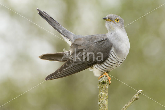 Common Cuckoo (Cuculus canorus)