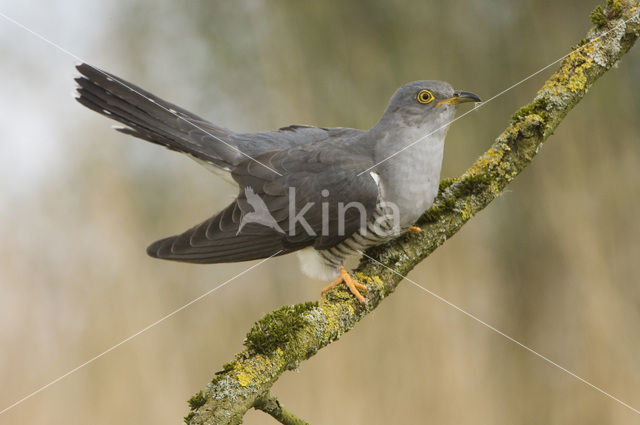 Common Cuckoo (Cuculus canorus)