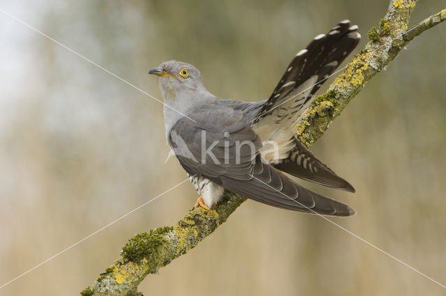 Common Cuckoo (Cuculus canorus)