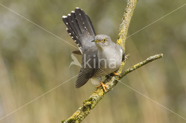 Common Cuckoo (Cuculus canorus)