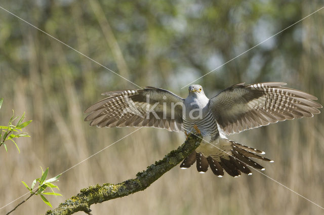 Common Cuckoo (Cuculus canorus)