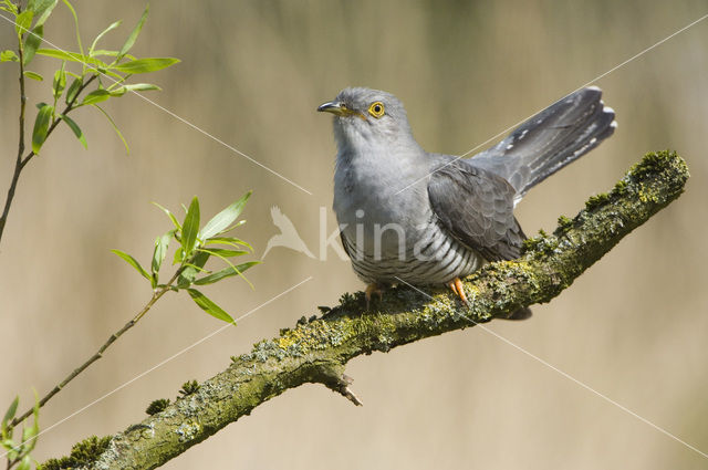 Common Cuckoo (Cuculus canorus)