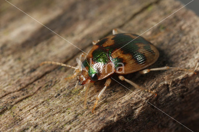 Kogelloper (Omophron limbatum)