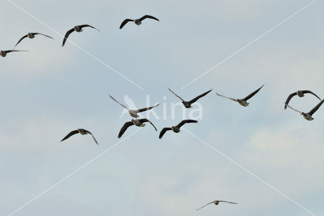 White-fronted goose (Anser albifrons)