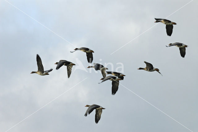 White-fronted goose (Anser albifrons)