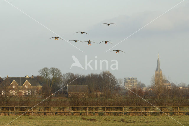 White-fronted goose (Anser albifrons)