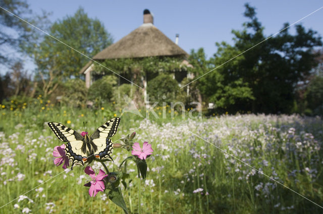 Swallowtail (Papilio machaon)