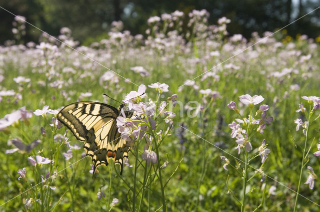 Koninginnepage (Papilio machaon)