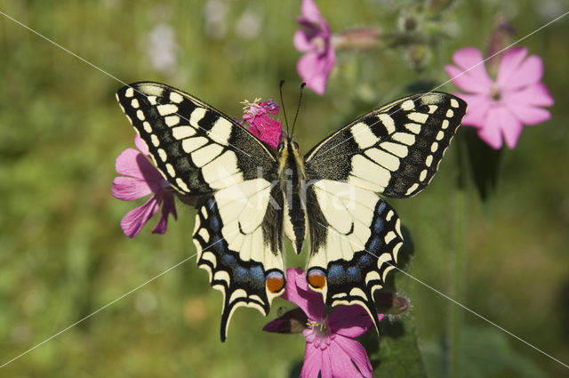 Swallowtail (Papilio machaon)