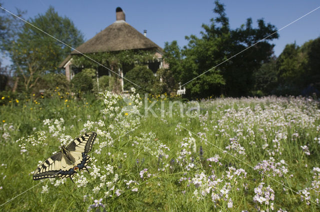 Swallowtail (Papilio machaon)