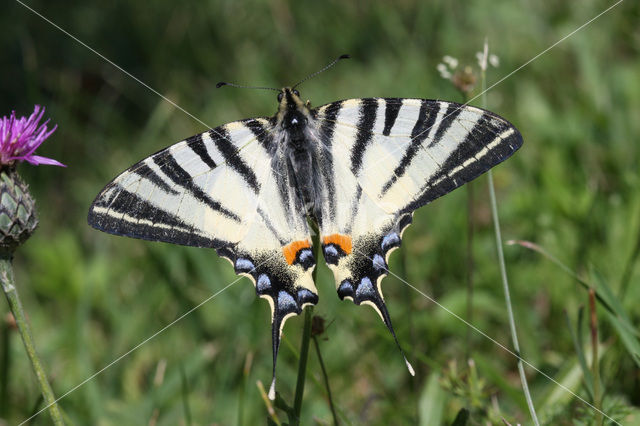 Koningspage (Iphiclides podalirius)