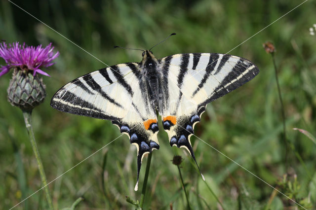 Koningspage (Iphiclides podalirius)