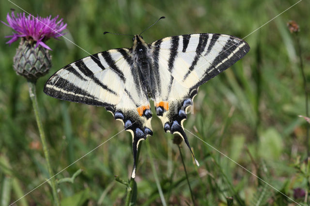 Koningspage (Iphiclides podalirius)