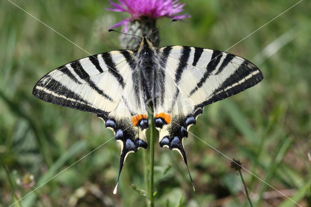 Koningspage (Iphiclides podalirius)