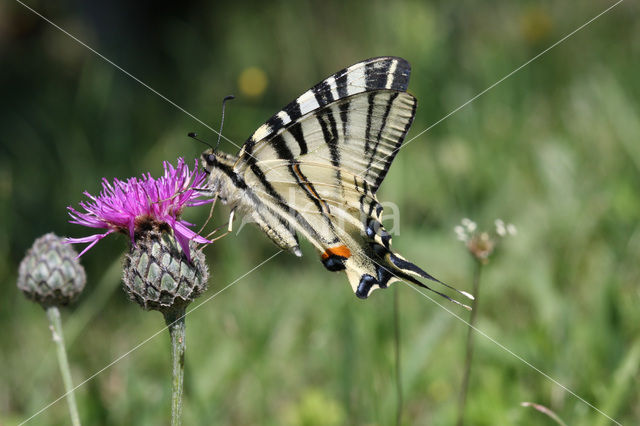 Scarce Swallowtail (Iphiclides podalirius)