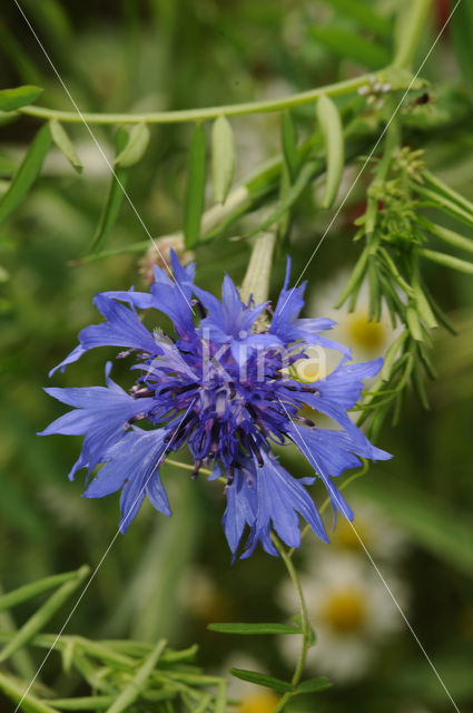 Cornflower (Centaurea cyanus)