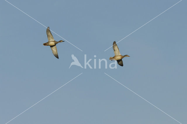 Gadwall (Anas strepera)