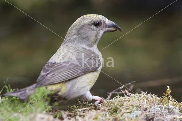 Red Crossbill (Loxia curvirostra)