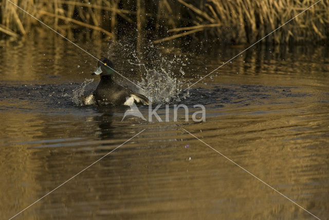 Tufted Duck (Aythya fuligula)