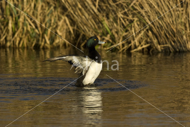 Tufted Duck (Aythya fuligula)