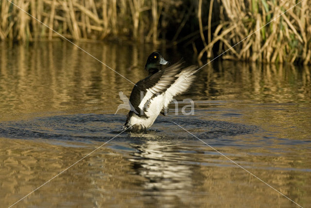 Tufted Duck (Aythya fuligula)