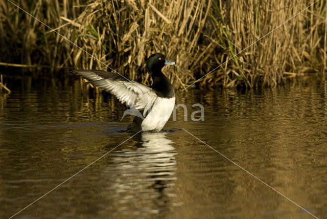 Tufted Duck (Aythya fuligula)