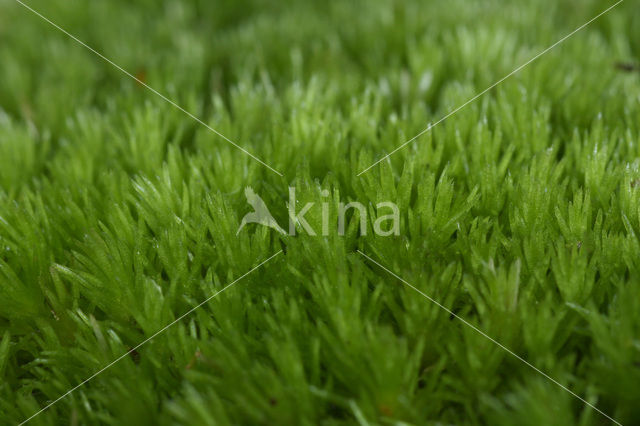 Large White-moss (Leucobryum glaucum)