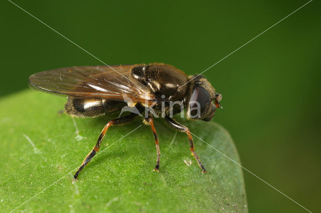 Cheilosia vernalis