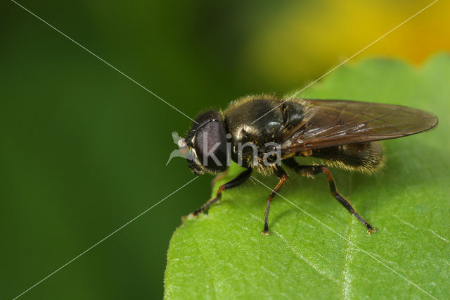 Kustgitje (Cheilosia vernalis)