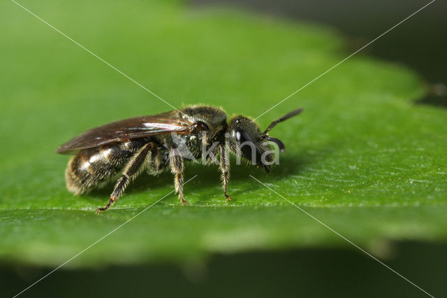 Brassy Mining Bee (Lasioglossum morio)