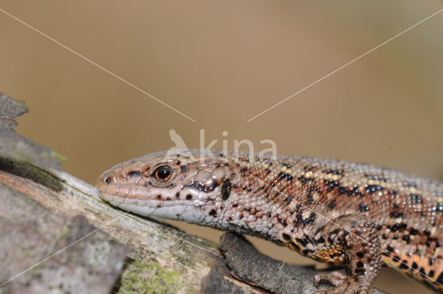 Viviparous Lizard (Zootoca vivipara)