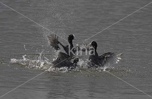 Common Coot (Fulica atra)