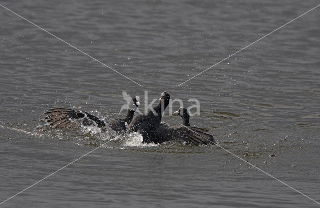 Common Coot (Fulica atra)