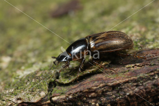 Mestkever (Aphodius sp.)