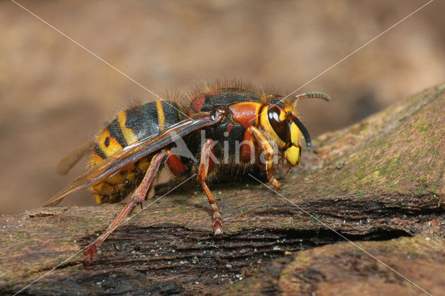 Middelste wesp (Dolichovespula media)