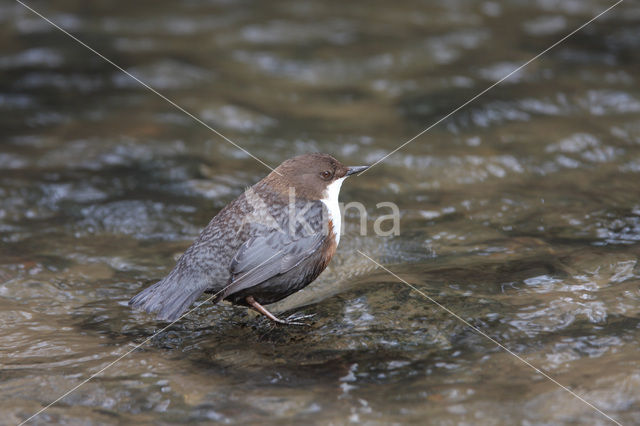 Middeneuropese Waterspreeuw (Cinclus cinclus aquaticus)