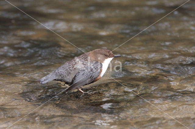 Middeneuropese Waterspreeuw (Cinclus cinclus aquaticus)