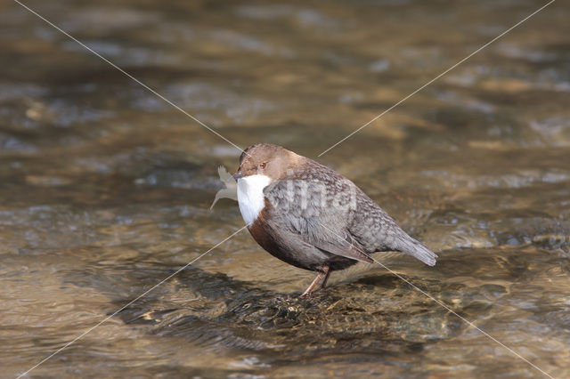 Middeneuropese Waterspreeuw (Cinclus cinclus aquaticus)