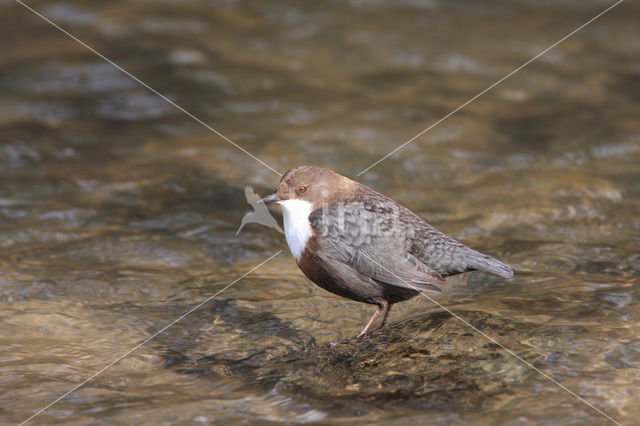 Middeneuropese Waterspreeuw (Cinclus cinclus aquaticus)