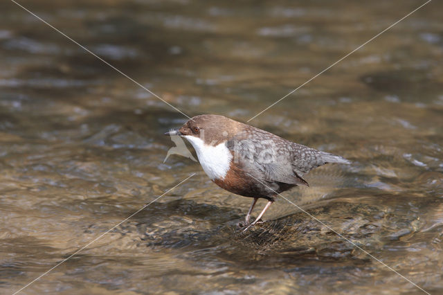 Middeneuropese Waterspreeuw (Cinclus cinclus aquaticus)