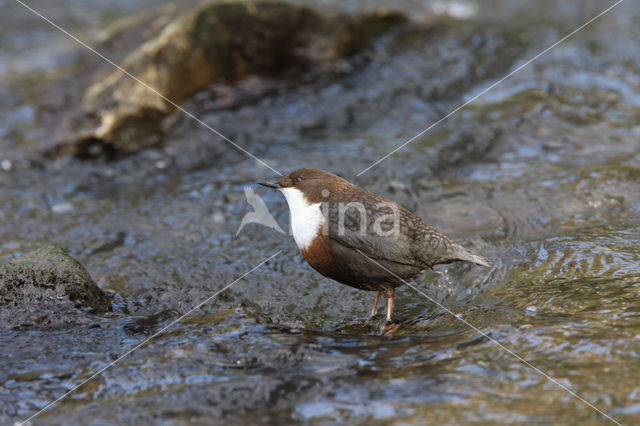 Middeneuropese Waterspreeuw (Cinclus cinclus aquaticus)