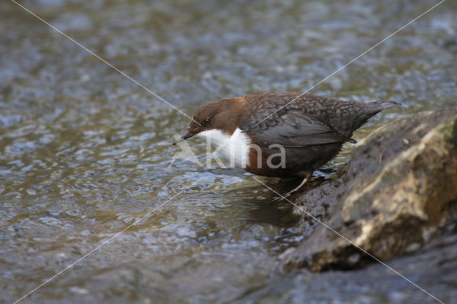 Middeneuropese Waterspreeuw (Cinclus cinclus aquaticus)