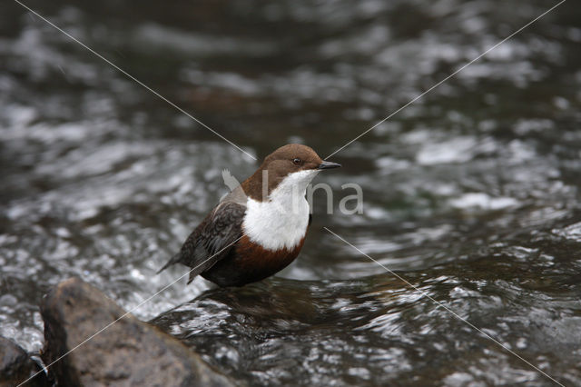 Middeneuropese Waterspreeuw (Cinclus cinclus aquaticus)