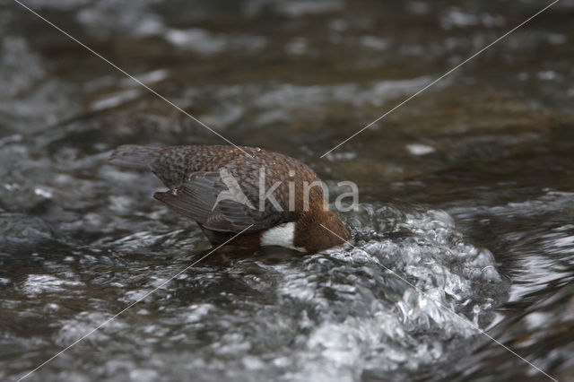 Middeneuropese Waterspreeuw (Cinclus cinclus aquaticus)