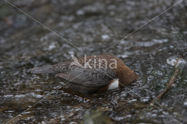 Middeneuropese Waterspreeuw (Cinclus cinclus aquaticus)