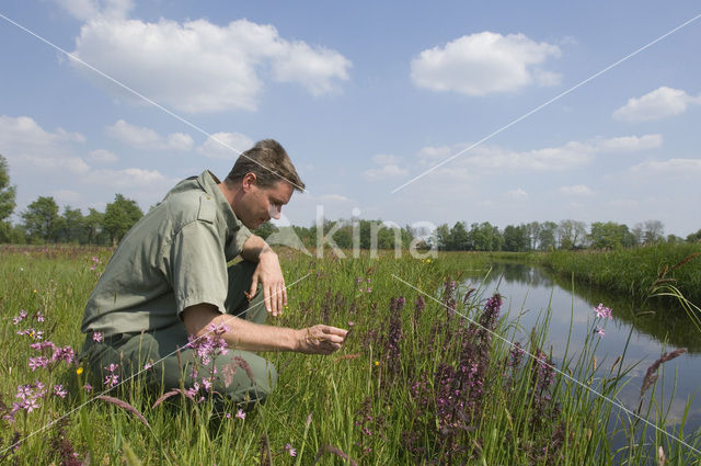 Moeraskartelblad (Pedicularis palustris)