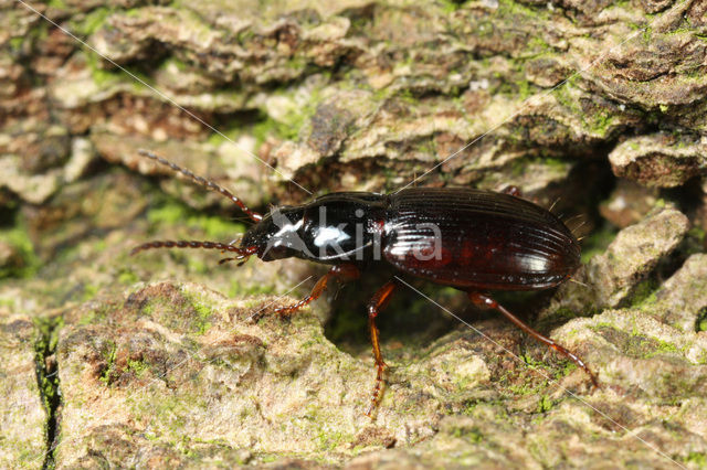 Agonum fuliginosum